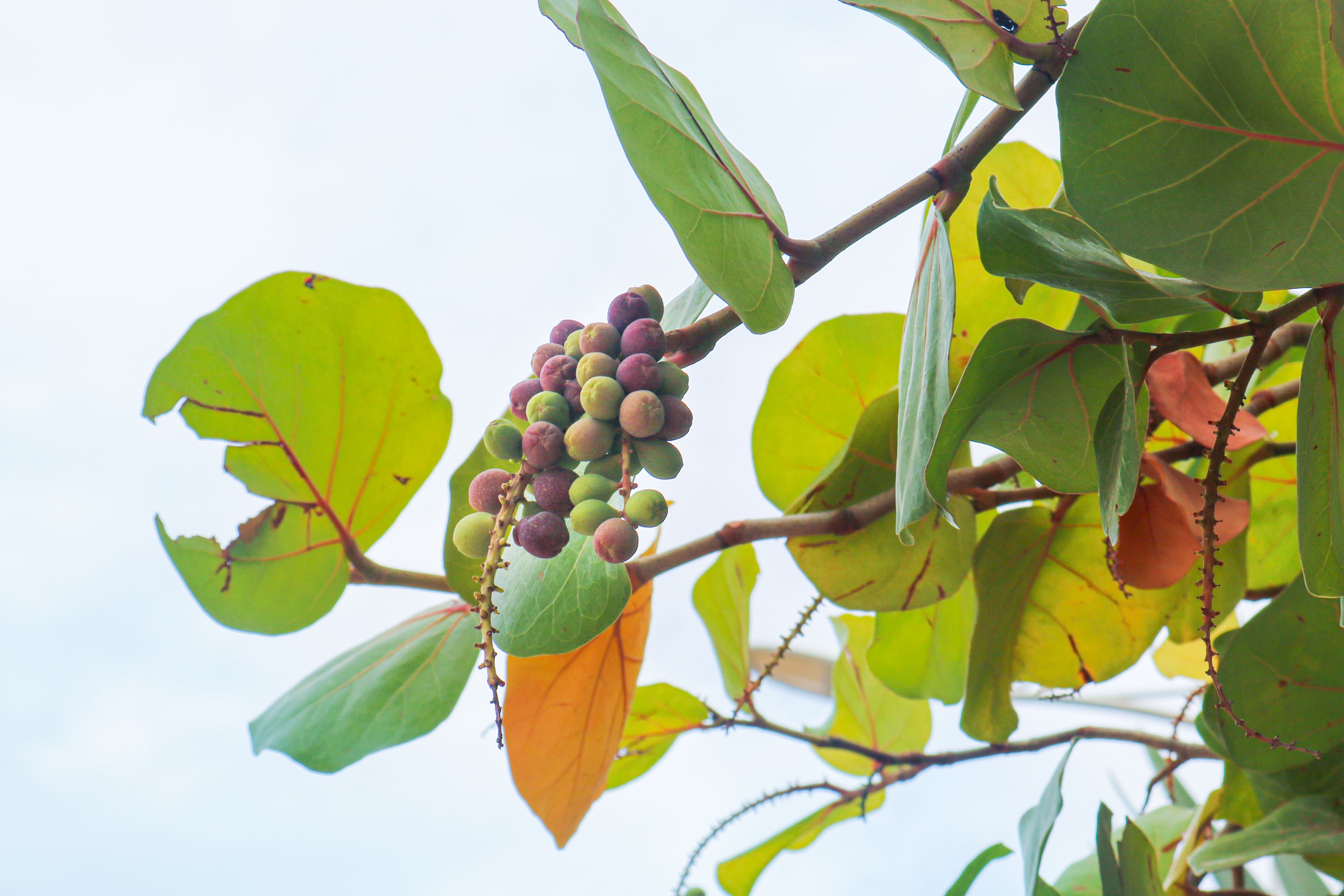 Quả bàng biển
